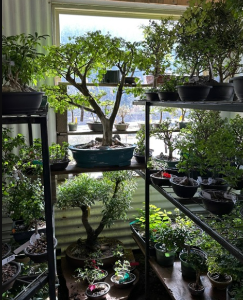 Growing and Pruning Bonsai Trees - Historical Society of Idaho Springs